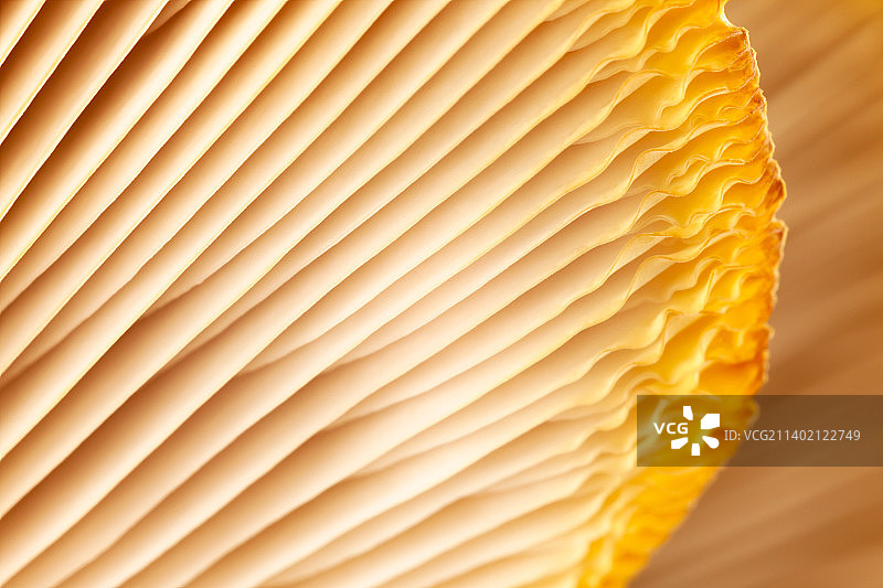 蘑菇图案设计：平菇，健康饮食，生态图片素材