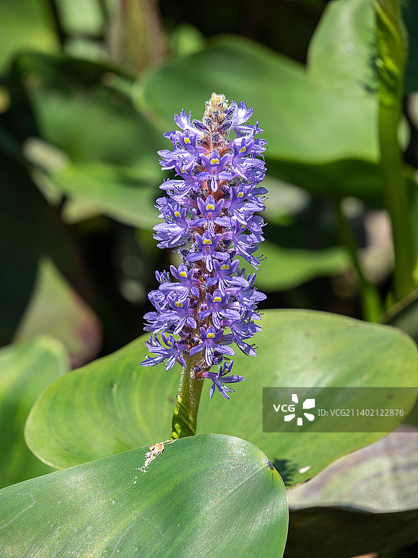 紫色开花植物的特写图片素材