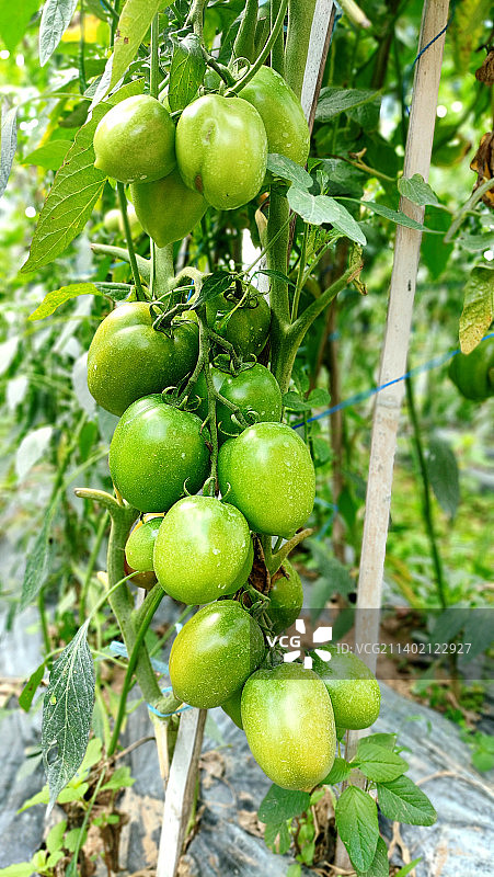 番茄在植株上生长的特写图片素材