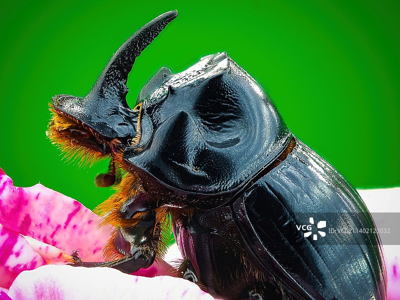 树叶上的昆虫特写图片素材