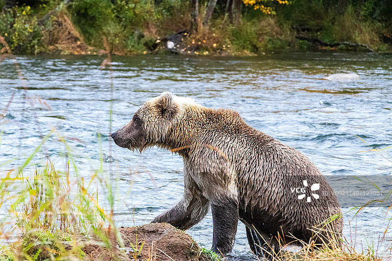 棕熊，卡特迈国家公园和自然保护区，美国图片素材