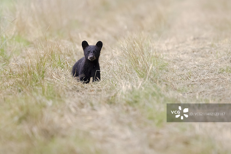 田野上的小狗肖像，美国波科辛湖国家野生动物保护区图片素材