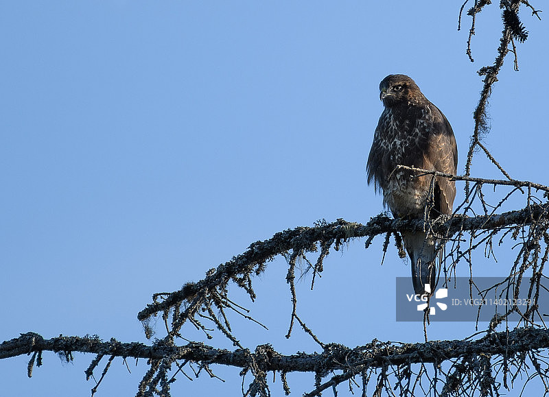 仰视视角下的栖息在树枝上的小鸟图片素材