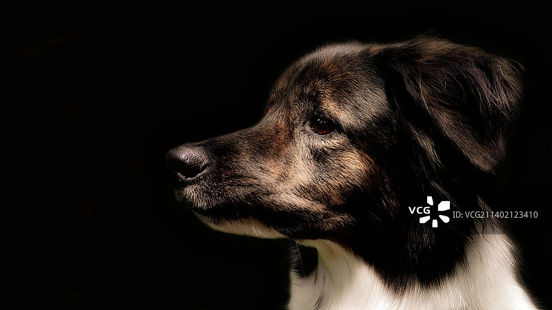 黑色背景下的狗特写，德国图片素材