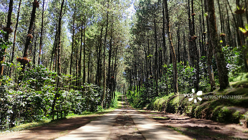森林里沿着树的空路图片素材