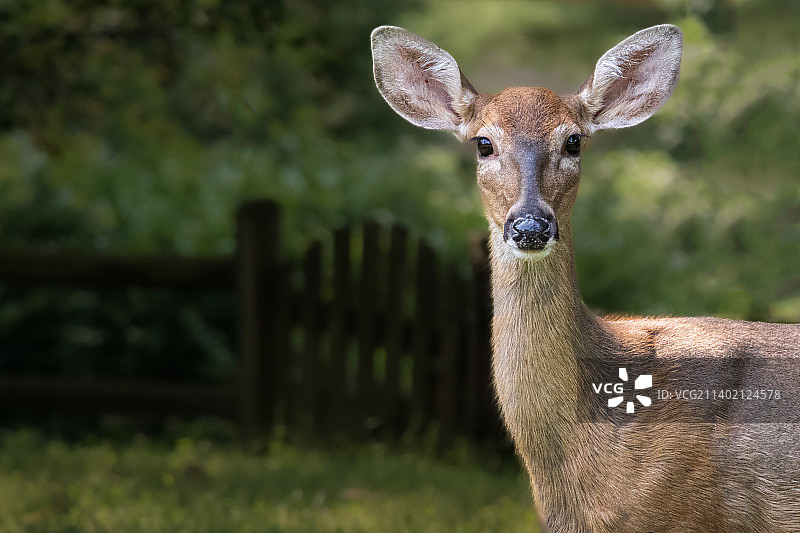 站在美国马里兰州波托马克田野上的白人特写图片素材