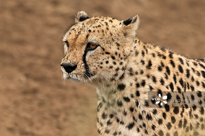 非洲猎豹远眺特写图片素材