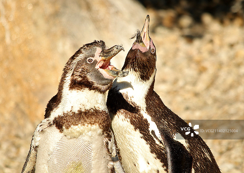 法国沙滩上的鸟类特写图片素材