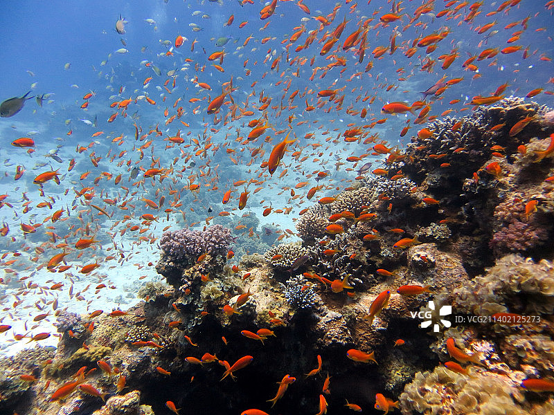 埃及蓝洞潜水点的红海鱼和珊瑚礁图片素材