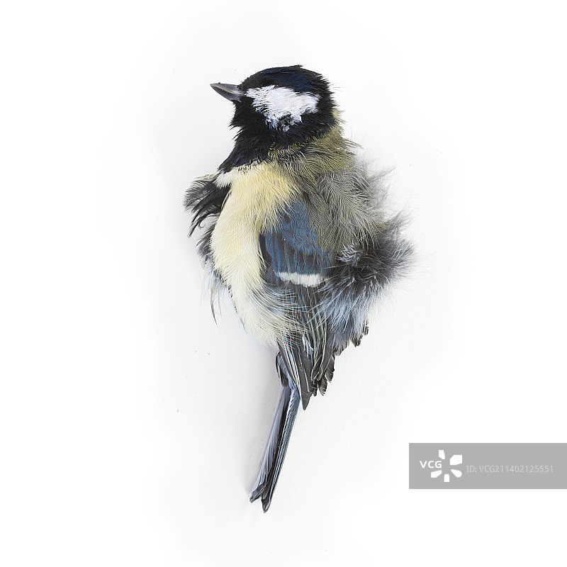 沼泽山雀栖息于白色背景特写，英国爱丁堡达丁斯顿图片素材