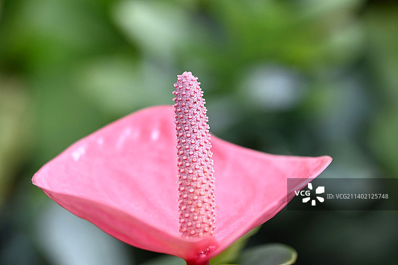 花园中明亮粉色火鹤花图片素材