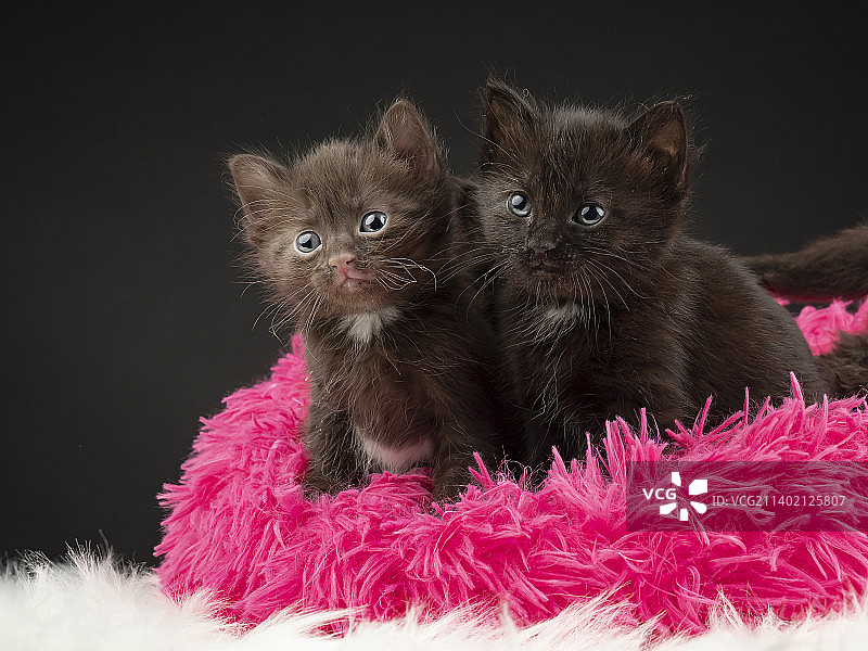 黑色背景下的几只小猫肖像，西班牙马德里图片素材