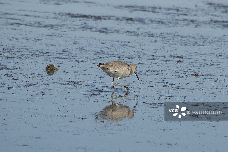 在美国德克萨斯州海滩上栖息在岸边的矶鹬侧面照图片素材