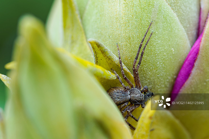 德国不莱梅，杜鹃花蕾上的幼儿园蜘蛛图片素材
