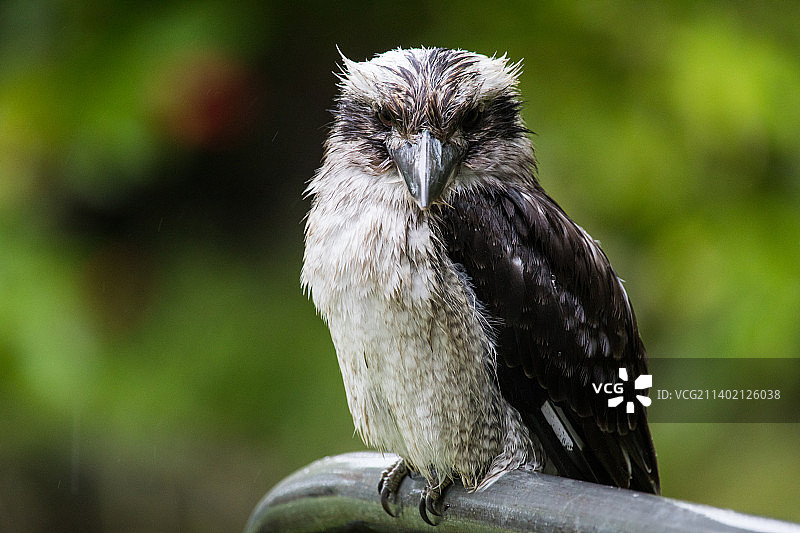 堪培拉：栖息在树枝上的猎隼特写图片素材