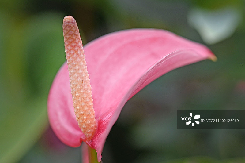 单朵鲜艳的粉色红掌花图片素材