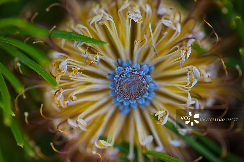 澳大利亚首都堪培拉的紫色植物特写图片素材