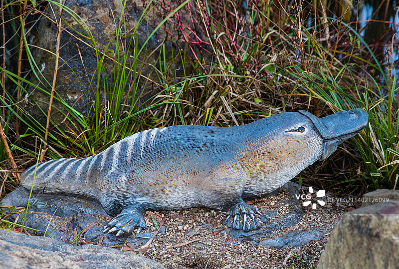 俯视：澳大利亚堪培拉的田野上的动物尸体图片素材