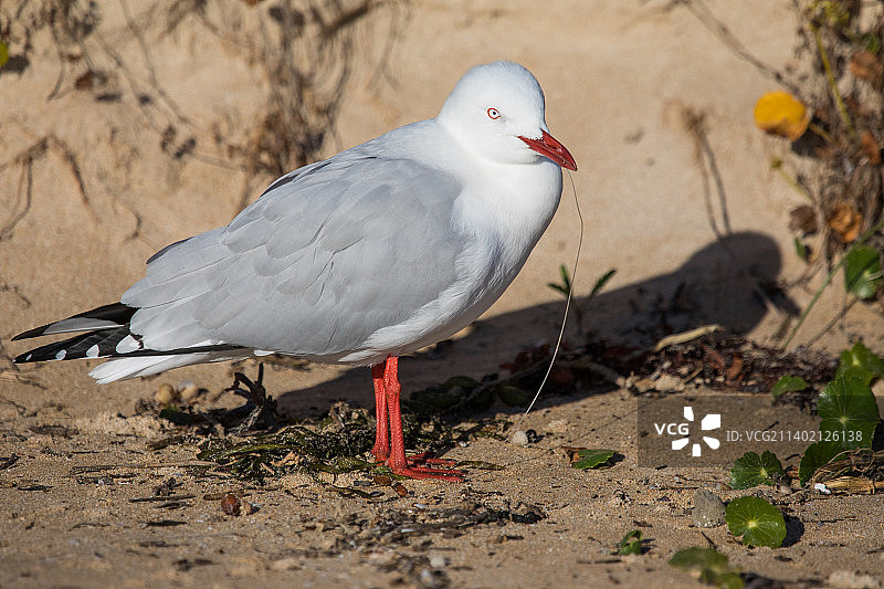近景：海鸥栖息在沙滩上，澳大利亚新南威尔士州贝特曼斯贝图片素材