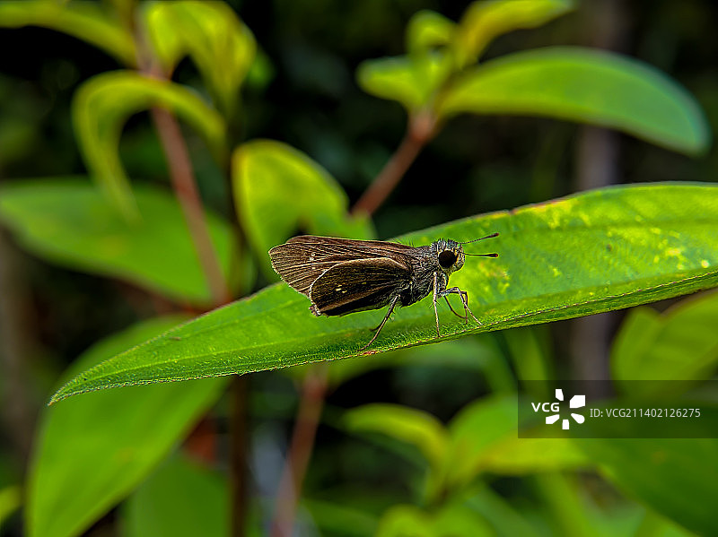 绿叶上的小牌 swift 蝴蝶或 Pelopidas mathias图片素材