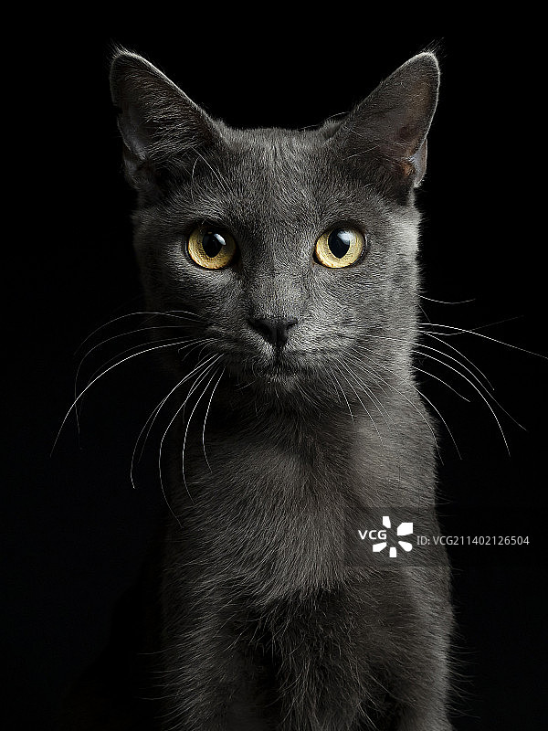 黑色背景下的猫咪特写，西班牙马德里图片素材