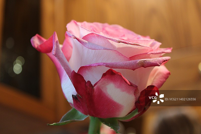 献给浪漫爱人的玫瑰花图片素材