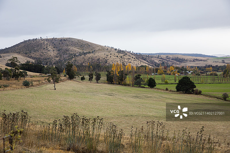 澳大利亚塔斯马尼亚的田野风光图片素材