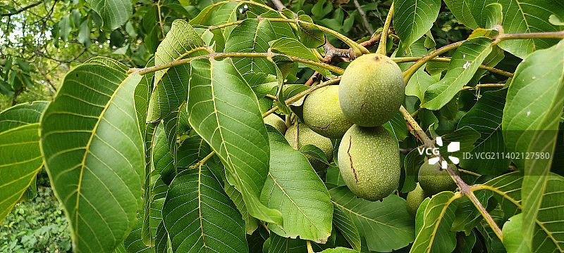 法国，芒果树上生长的芒果特写图片素材