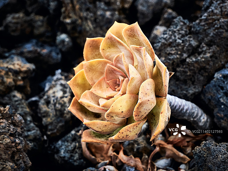 岩石上的玫瑰特写图片素材