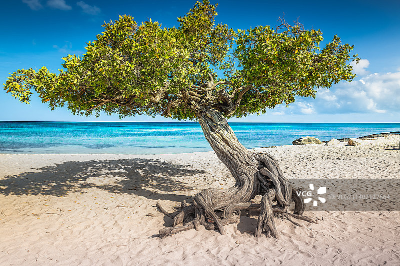 阿鲁巴岛上的鹰滩和扭歪树，荷属安的列斯群岛图片素材
