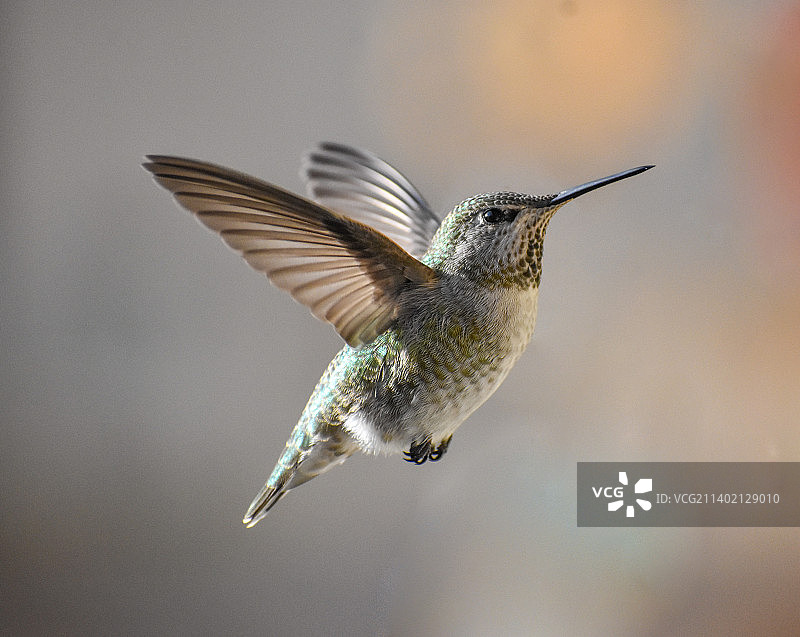 蜂鸟户外飞行特写图片素材