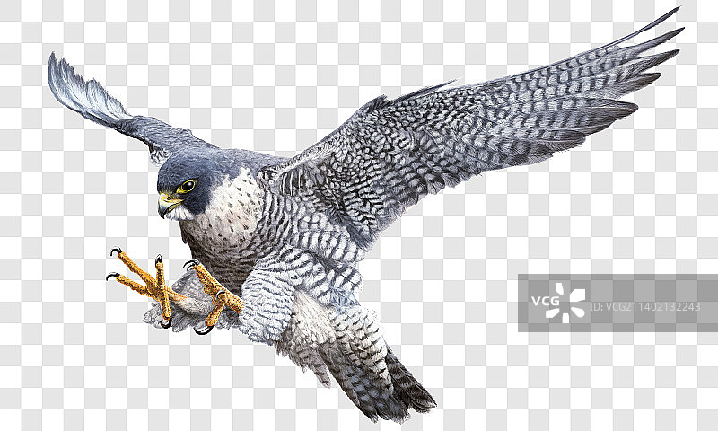 逼真游隼俯冲着陆攻击图片素材