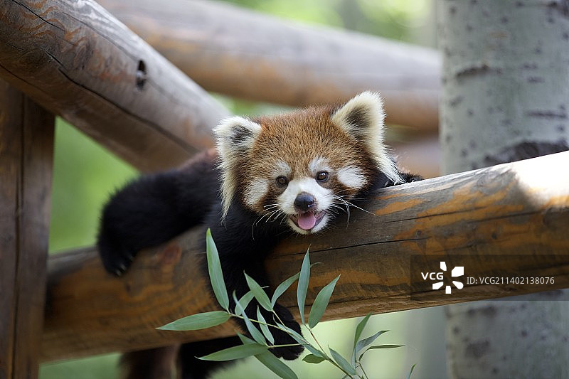 快乐的小熊猫 感谢大自然的馈赠 让我们可以和这些小可爱共同生活在一起图片素材