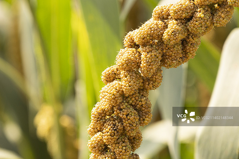 田地农作物小米谷子成熟谷穗成熟图片素材
