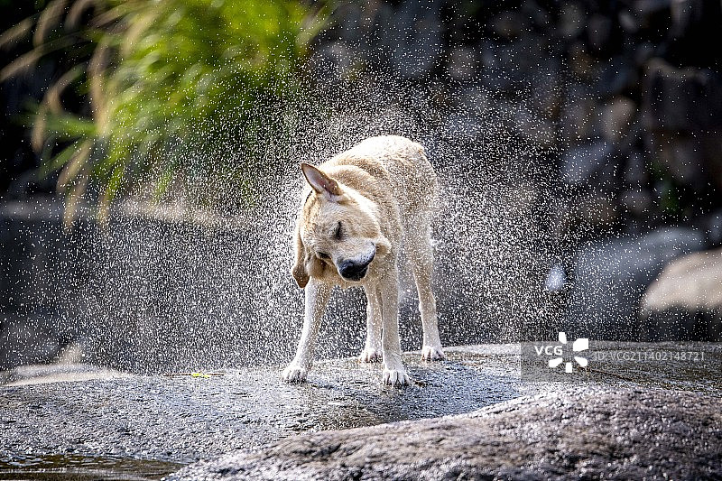 甩水的狗狗图片素材