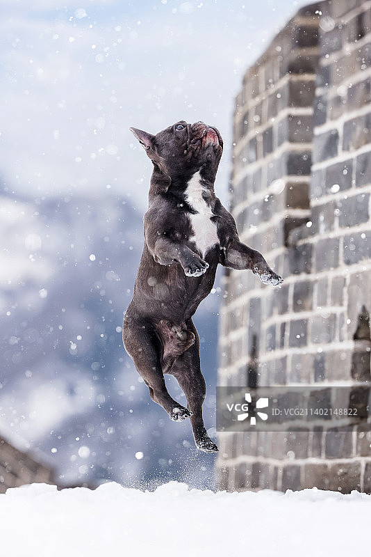 长城雪地中的法国斗牛犬图片素材