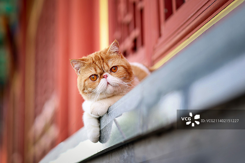 中国风的加菲猫图片素材