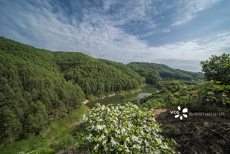 泸县门陡山栀子花图片素材