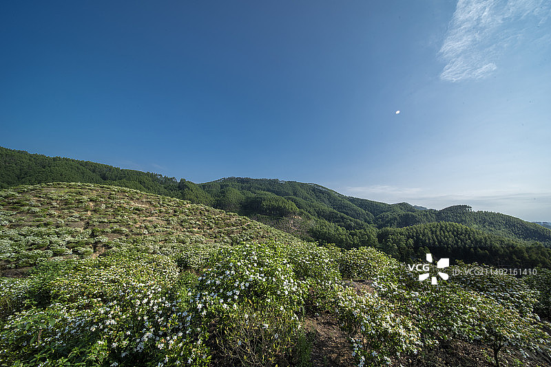 泸县门陡山栀子花图片素材