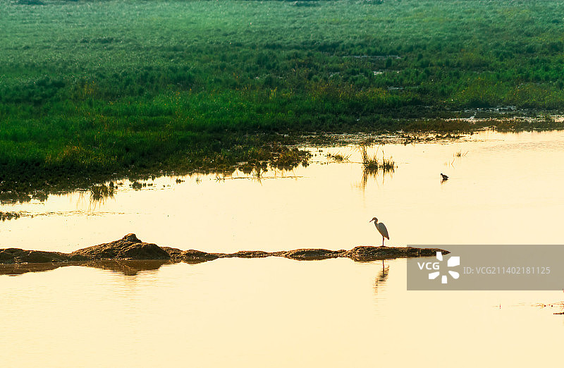 日落时的鄱阳湖和白鹭图片素材