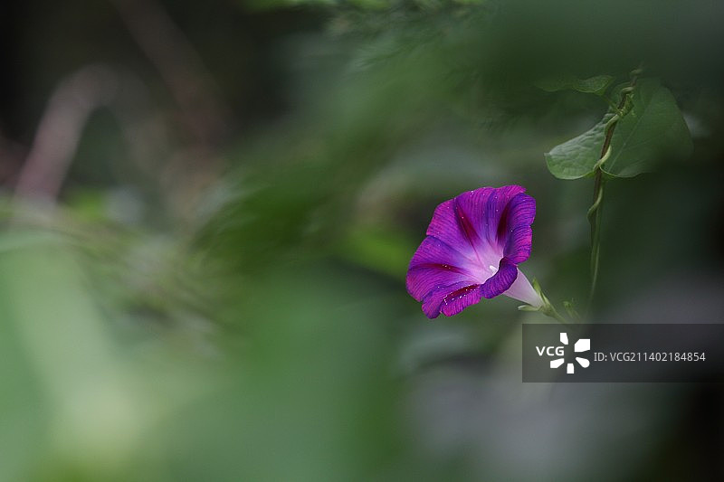 紫色牵牛花图片素材