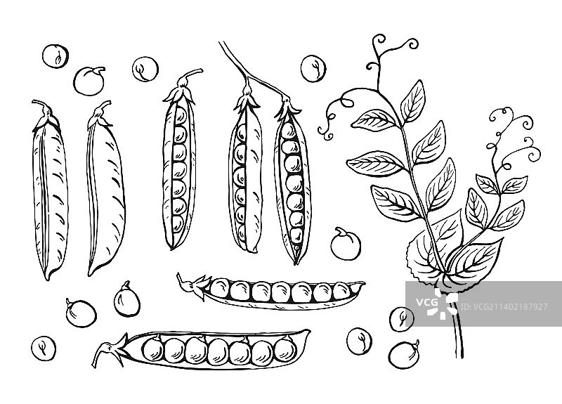 手绘豌豆荚草图集图片素材