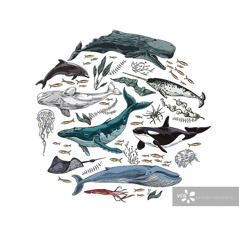 圆形海洋哺乳动物和海藻图片素材