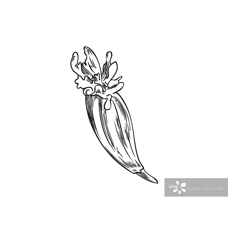 手绘小茴香花朵图片素材