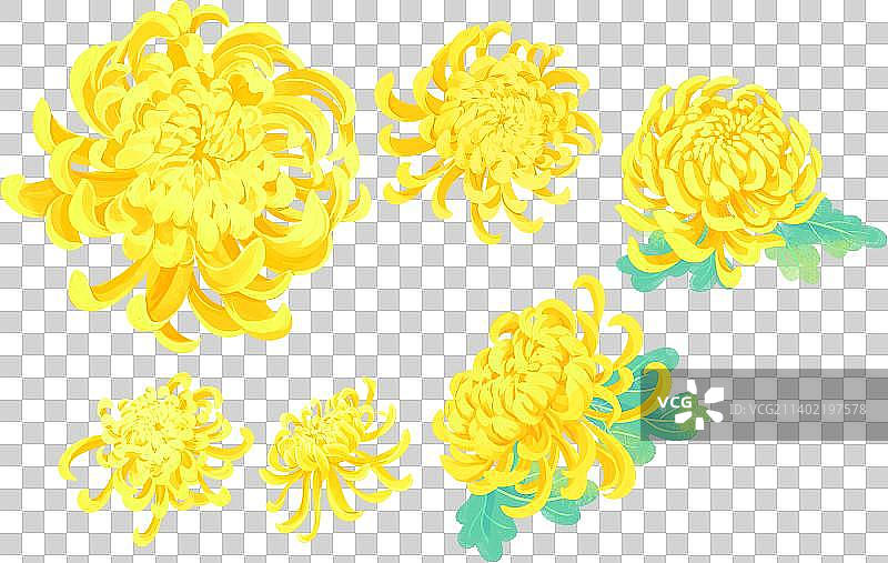 盛开的金菊花秋菊手绘插画图片素材
