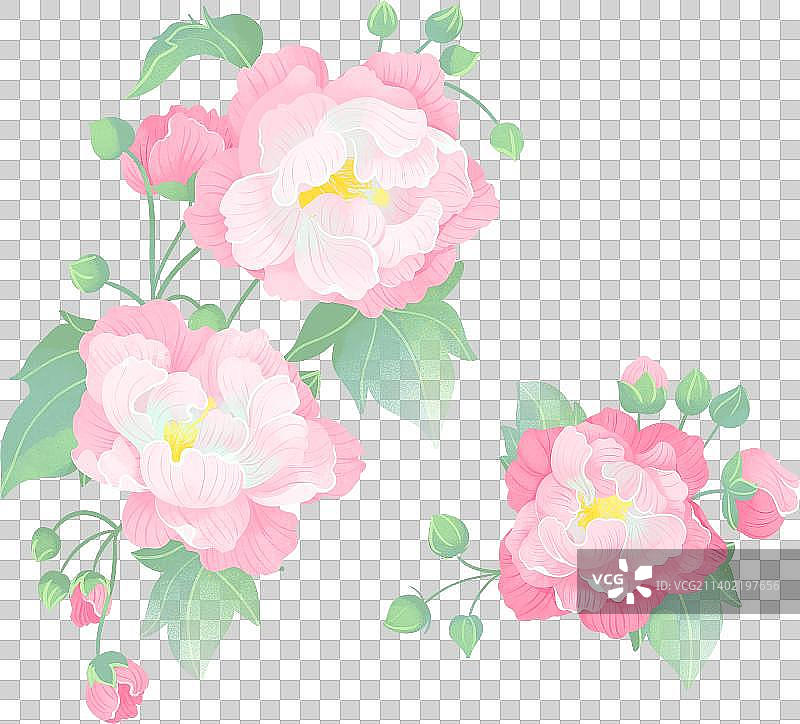 盛开的粉色芙蓉花手绘插画图片素材