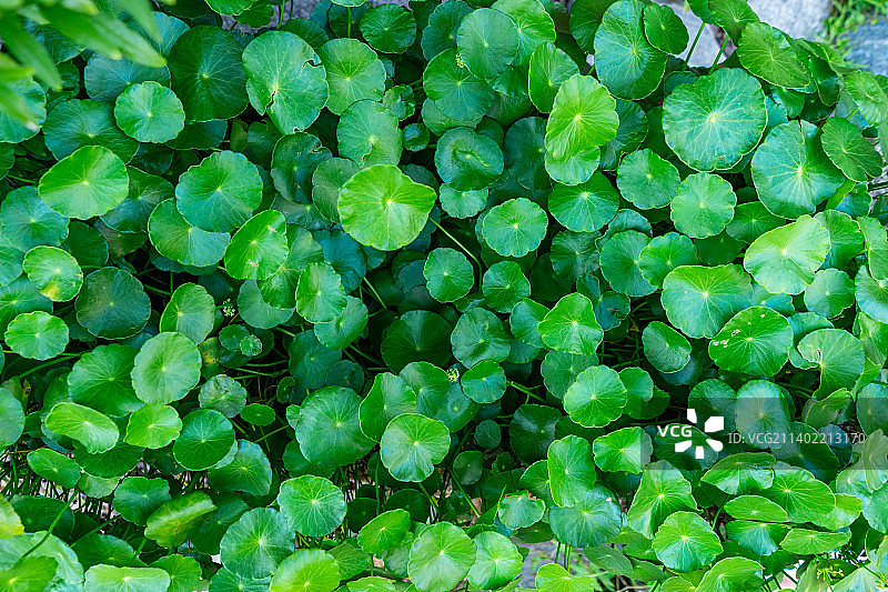 中国野生植物拍摄主题，春天的石楠绿植，嫩枝上生长出绿色的积雪草嫩芽和绿色的树叶子，户外无人图像摄影图片素材
