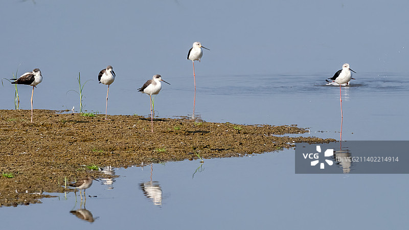 黑翅长脚鹬图片素材