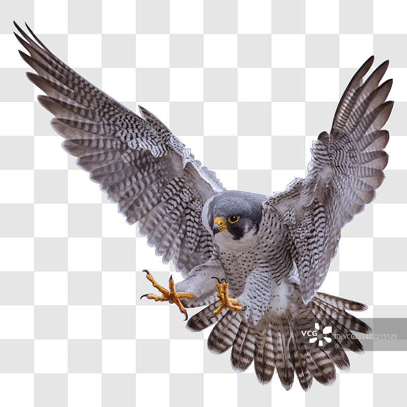 逼真游隼俯冲着陆攻击图片素材