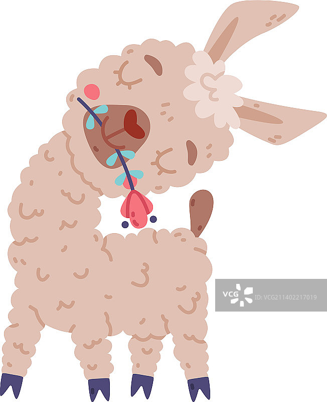 口衔鲜花的可爱的美洲驼宝宝图片素材